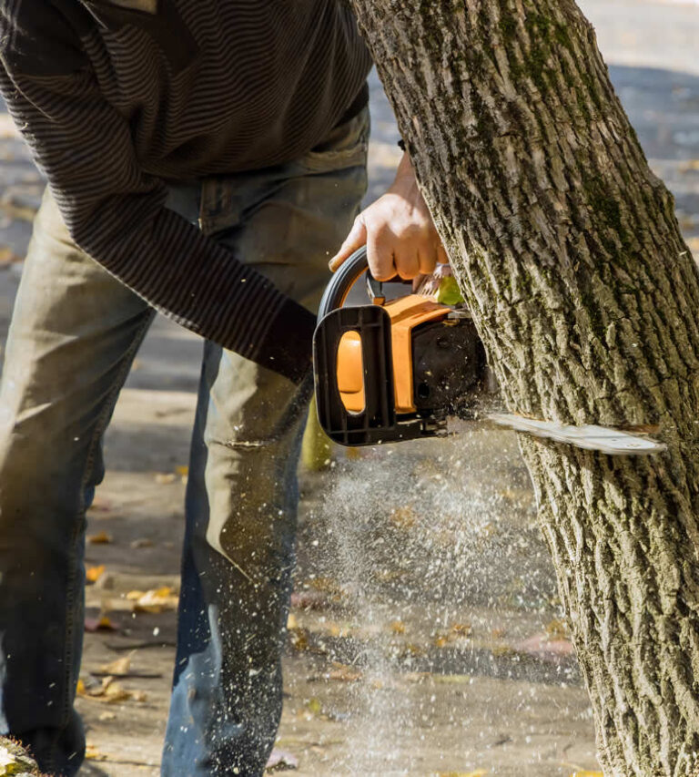 Agosto Landscaping Tree Care Service San Jose 2