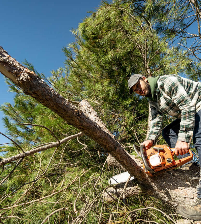 Agosto Landscaping Tree Care Service San Jose 3